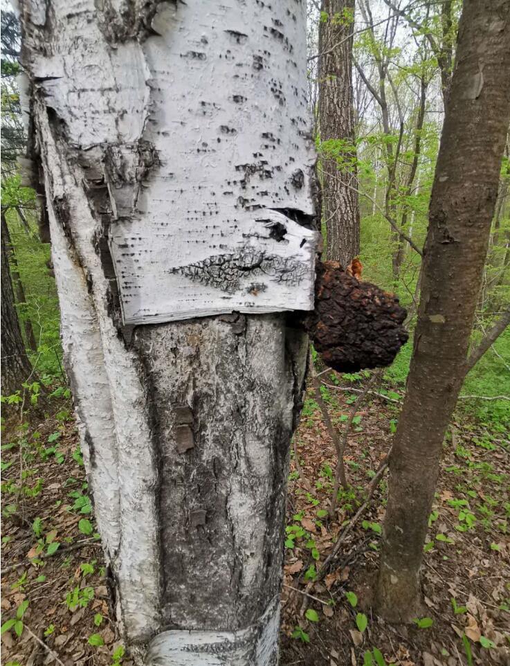 Chaga sbíraná v březových lesích