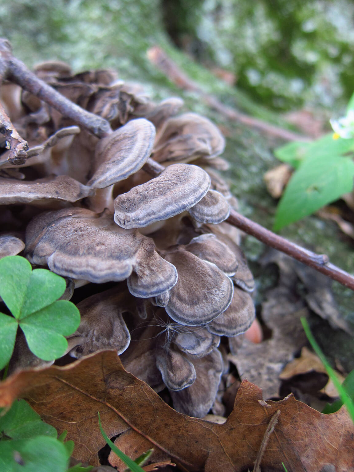 Maitake neboli trsnatec lupenitý