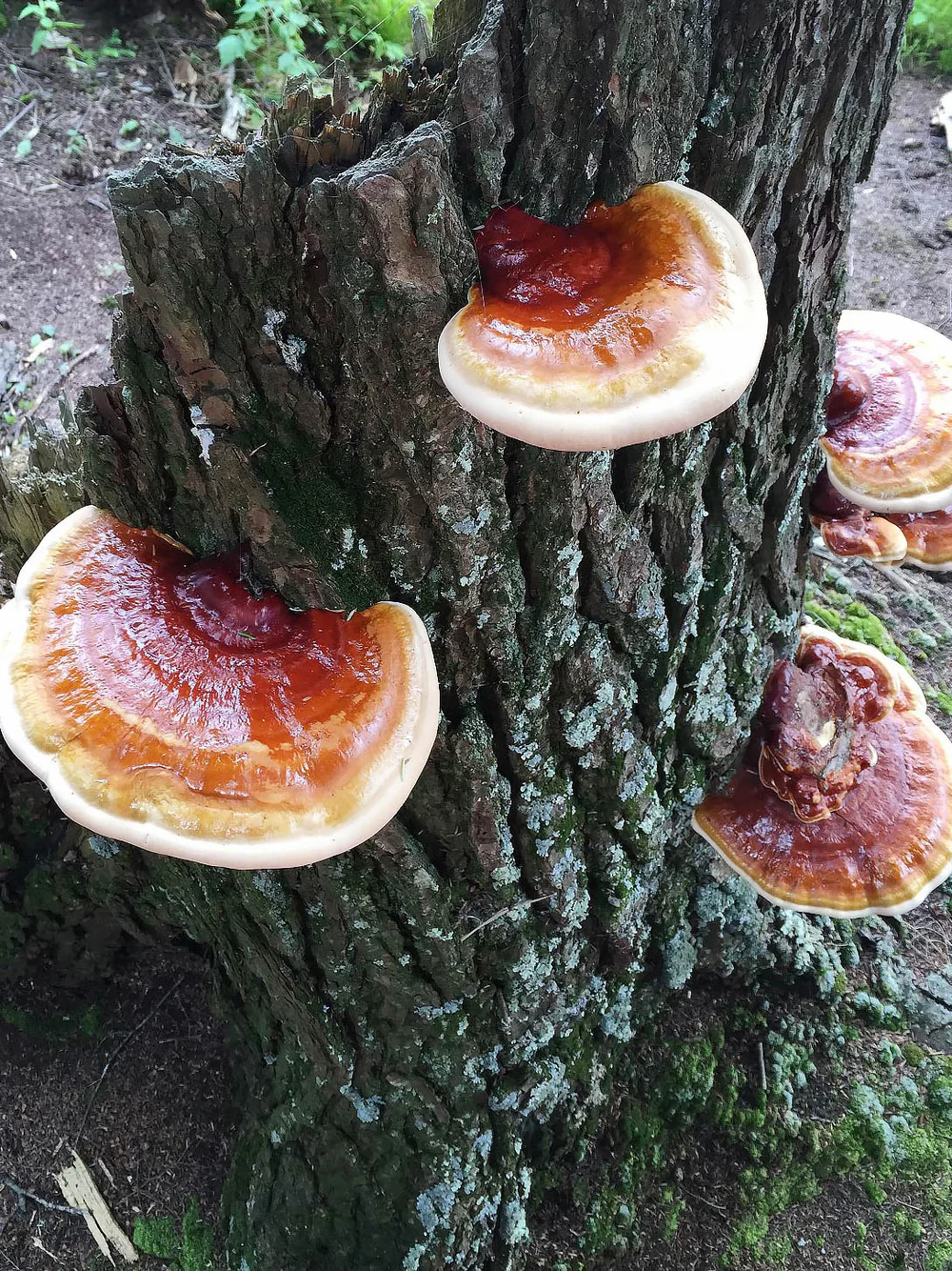 Reishi neboli lesklokorka lesklá
