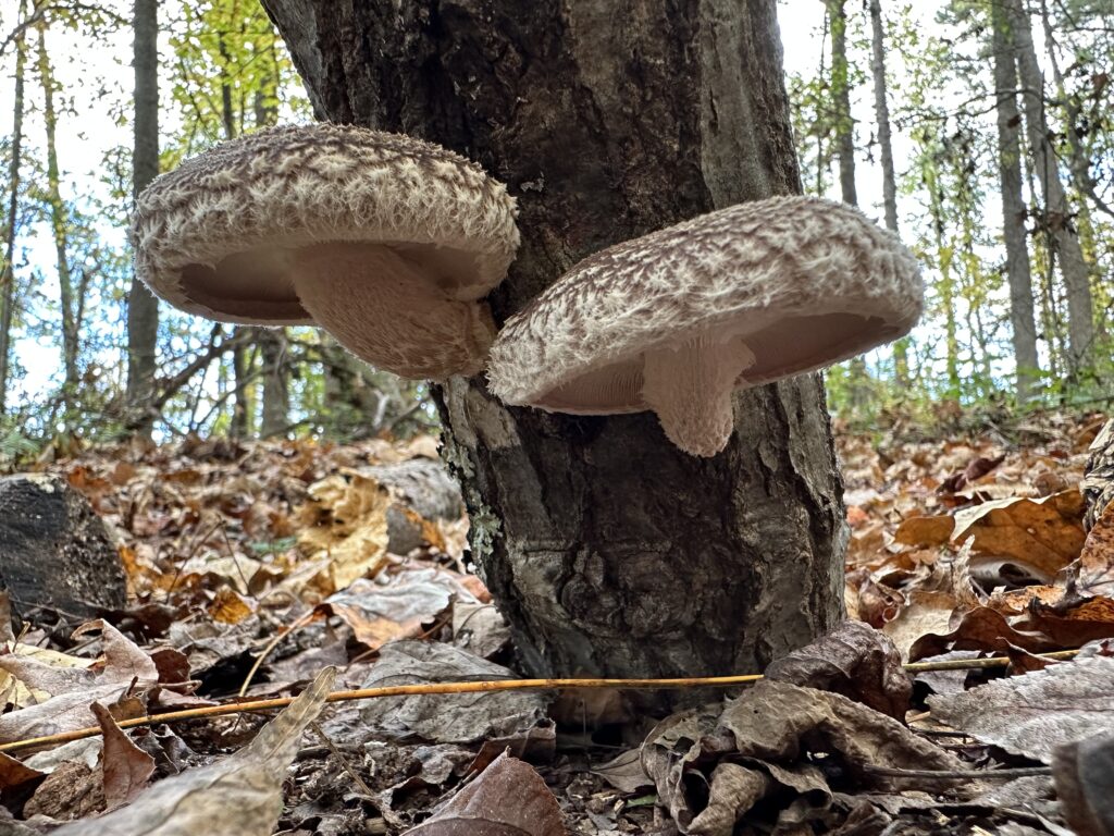Shiitake neboli houževnatec jedlý